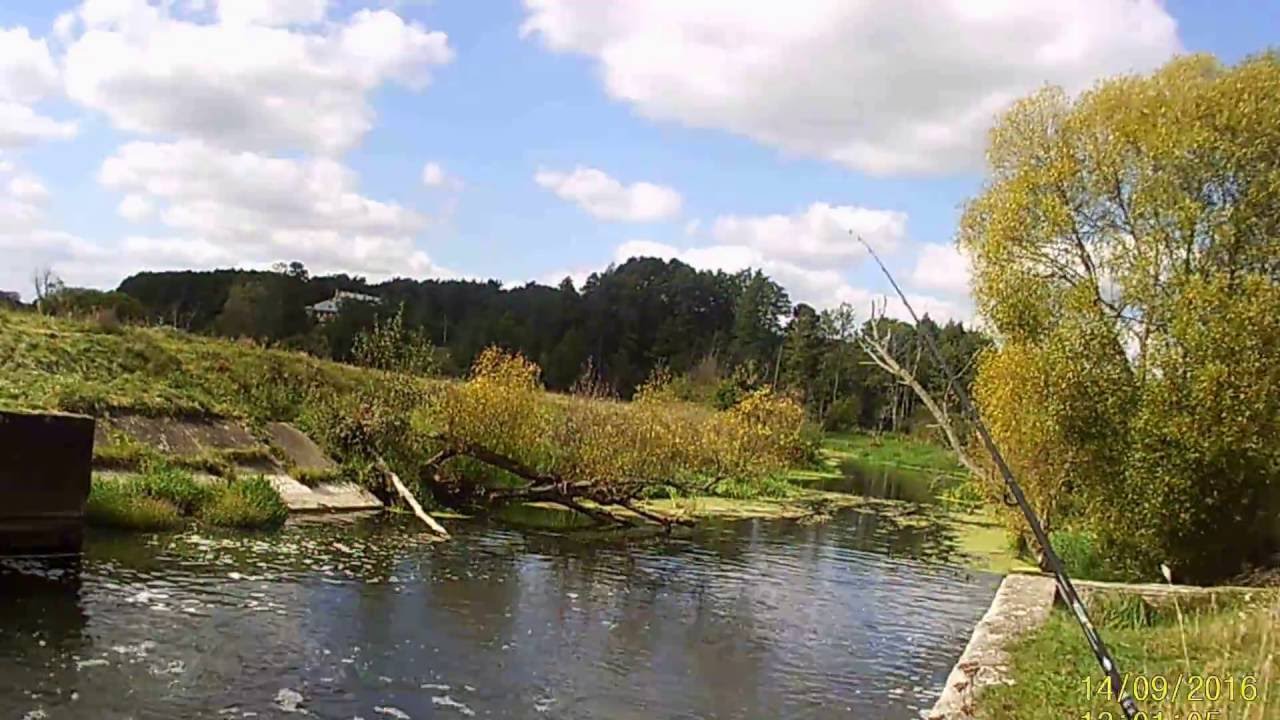 Uklejka Spinmad i okonki Liwiec :)