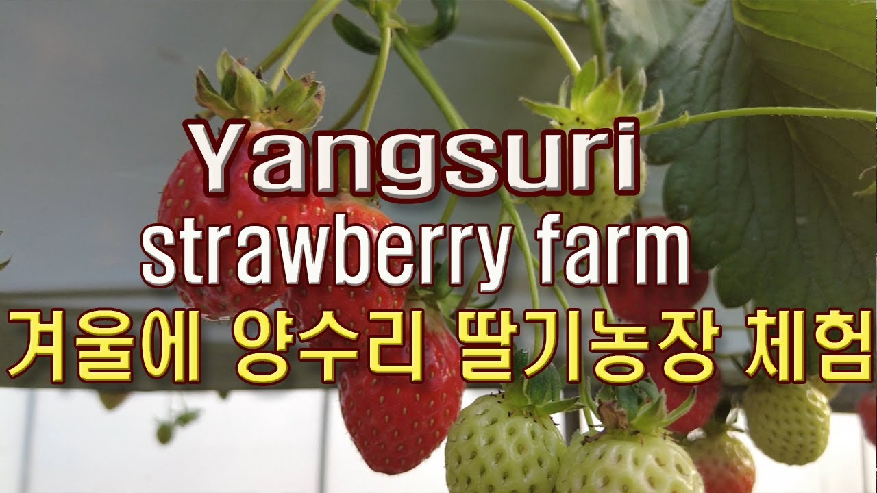 (4K)양수리 딸기농장, 추운겨울 새콤달콤 딸기농장 체험(Yangsu-ri strawberry farm)