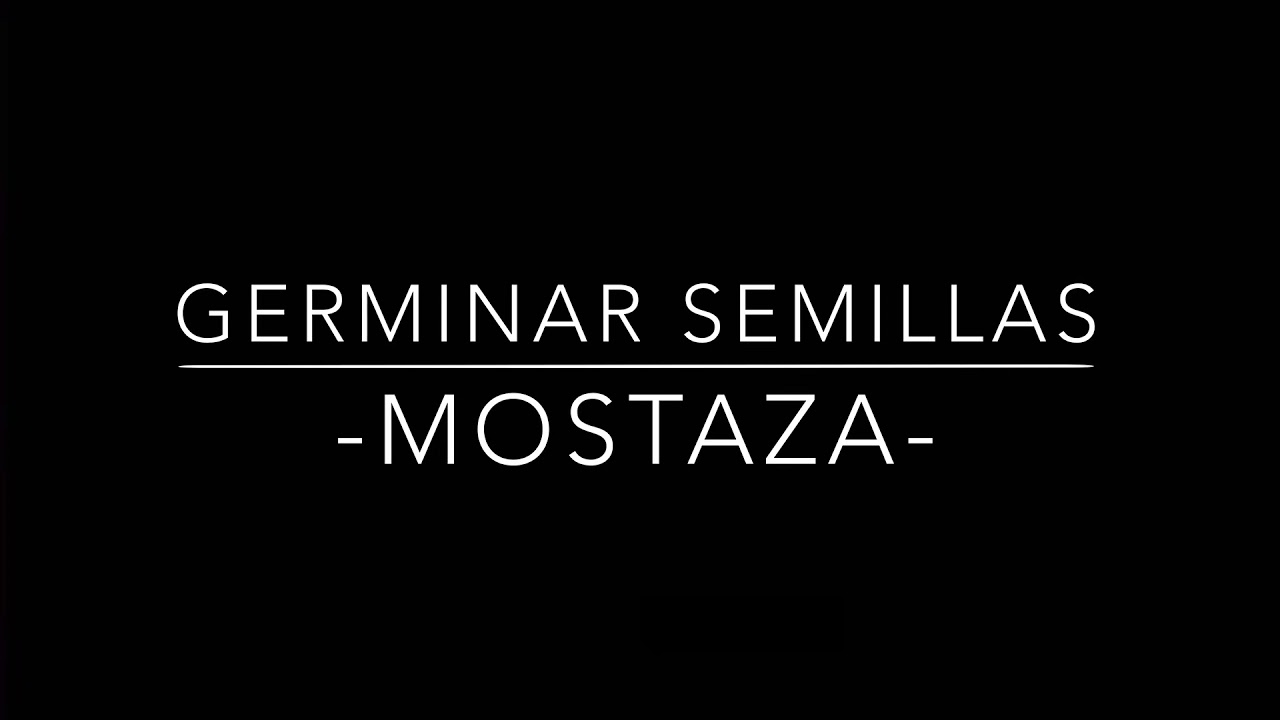 GERMINAR SEMILLAS -mostaza-