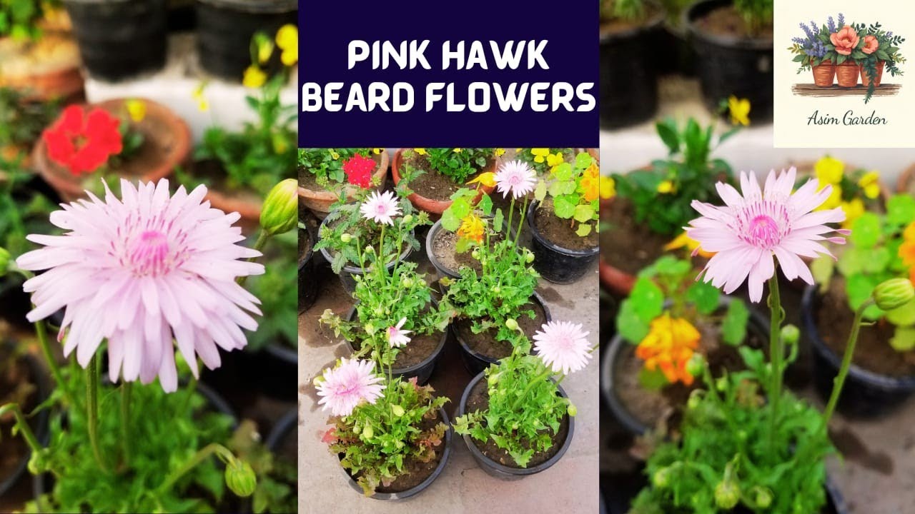 Pink Hawk Beard Flowers blooms in Spring Season at Asim Rooftop Garden | Crepis Rubra Flowers