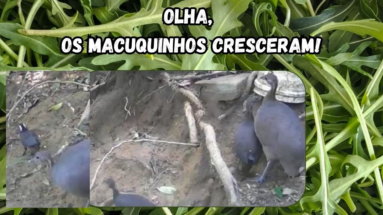 Você não vai acreditar na transformação! Os Macuquinhos Cresceram!