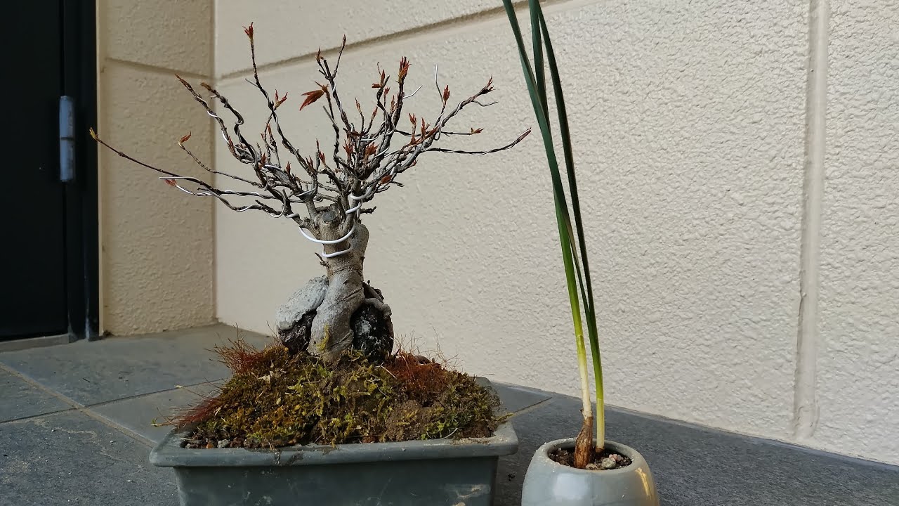 石附　唐楓（いしつき　トウカエデ）の植え替え
