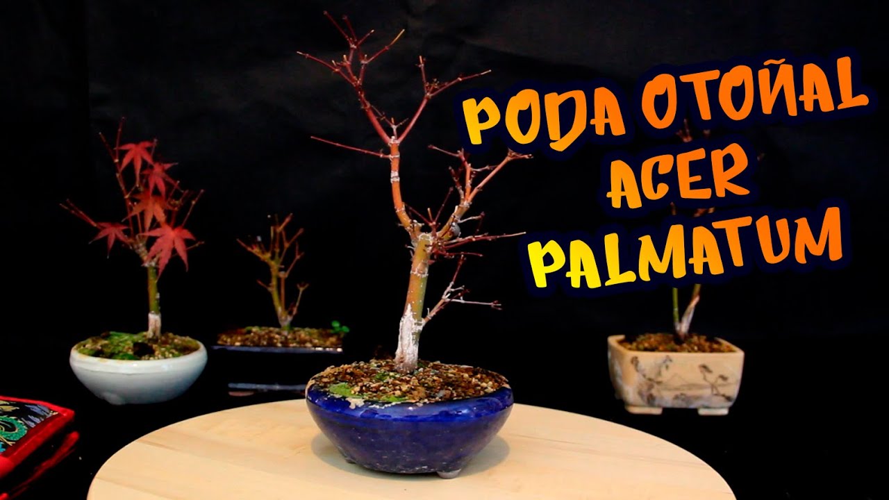 Poda en otoño de mis ACER PALMATUM