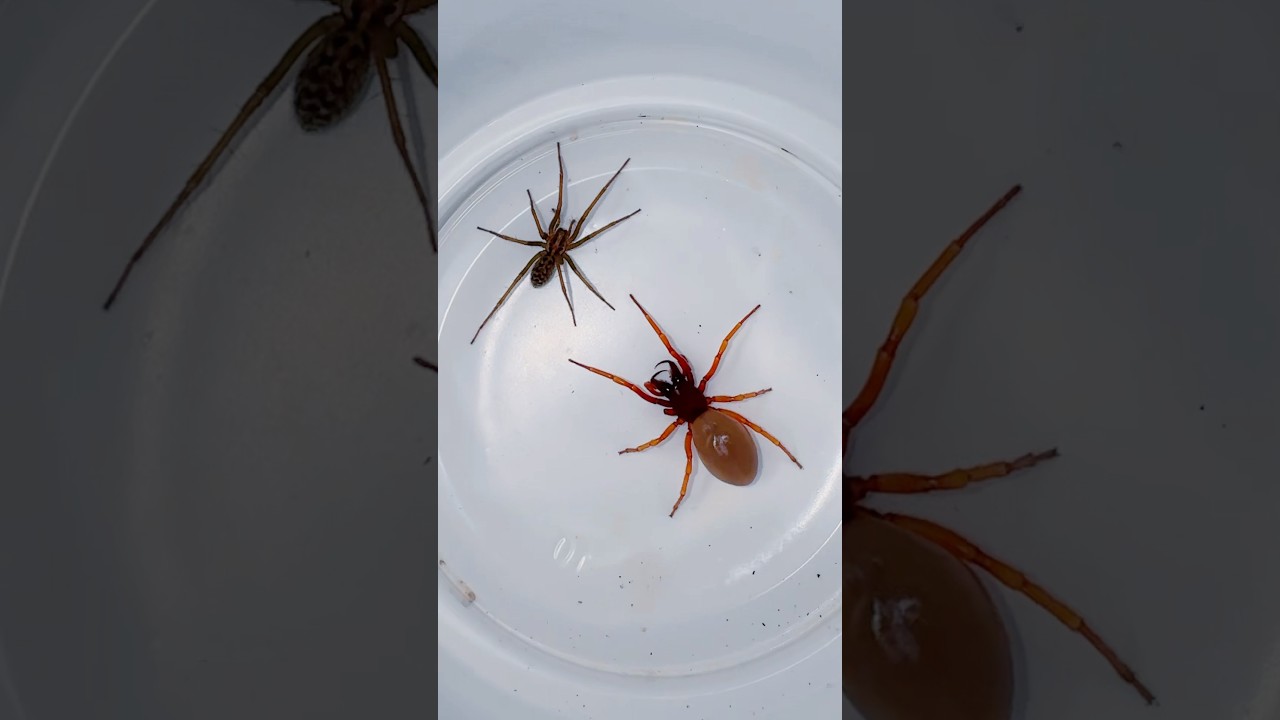 Spider Fight 