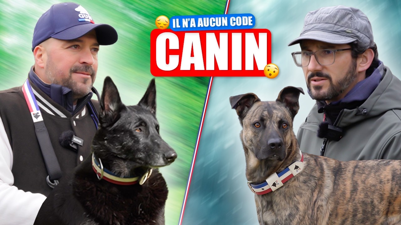 CONFLIT CANIN : INCOMPR&Eacute;HENSION OU AGRESSIVIT&Eacute; ?