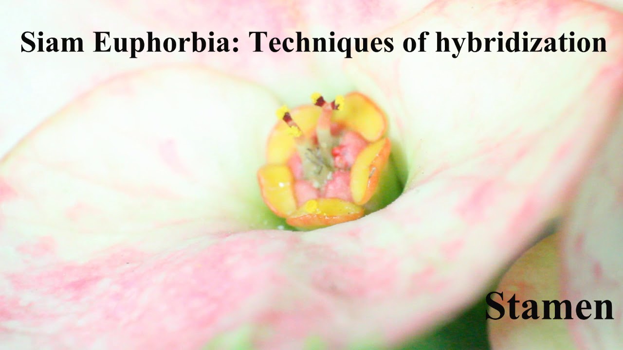 How to Pollination Euphorbia Milii(Crown of Thorns) #Siam_Euphorbia