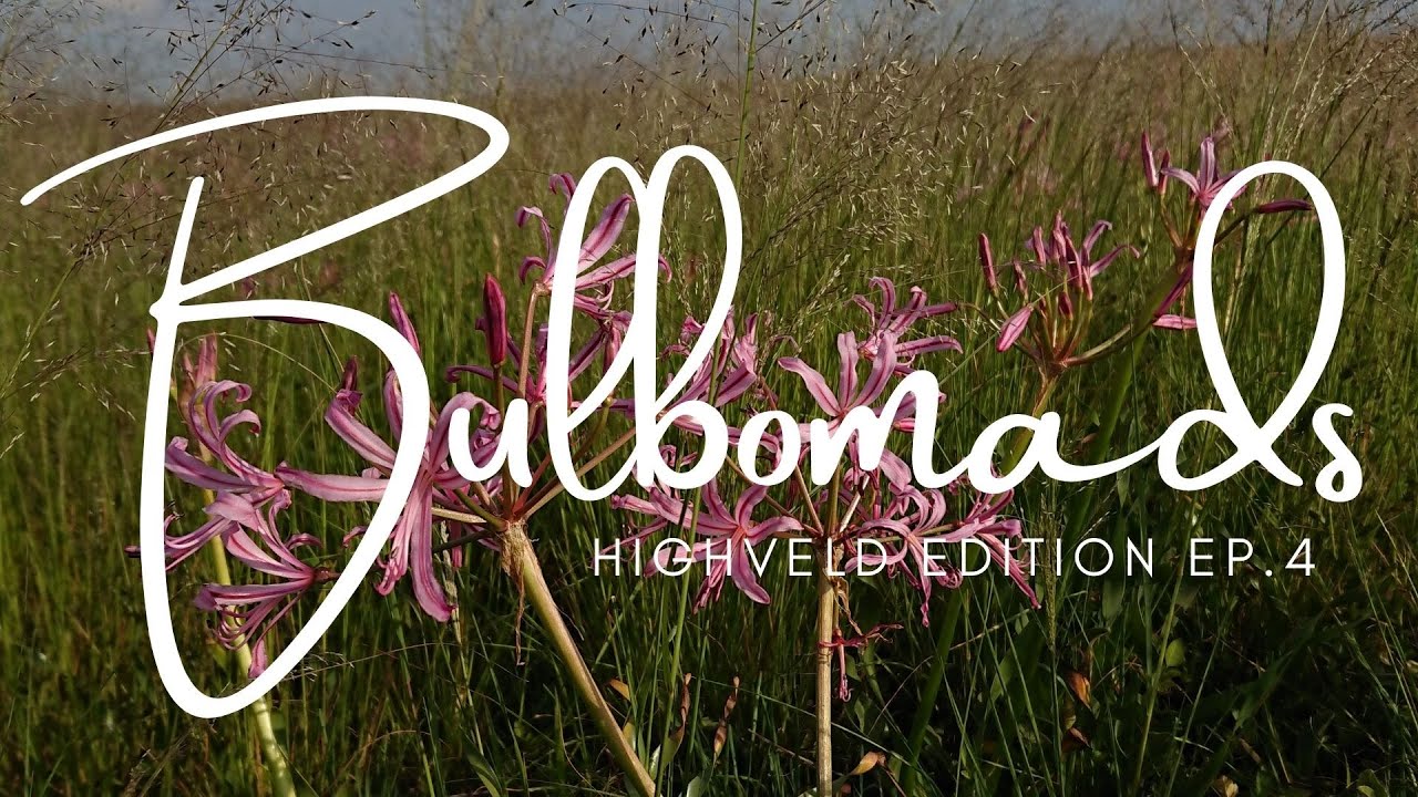 EP. 4 First Autumn Species Appearing [Late January/Feb]