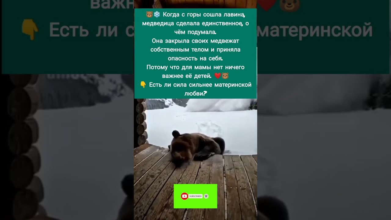 Материнская любовь медведицы ❤️🐻 #Медведица #Природа #Животные #Факты #Shorts
