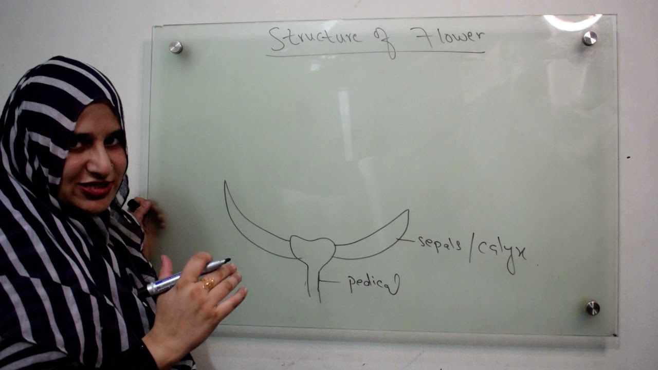 Class 10|| CH || 5 Structure of flower