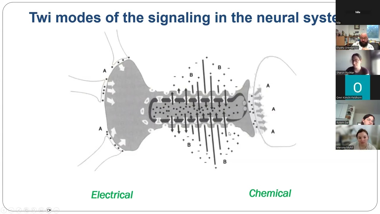 Class 1 : Introduction  Neurotransmitters of the vertebrate brain:  Amino acids and monoamines.