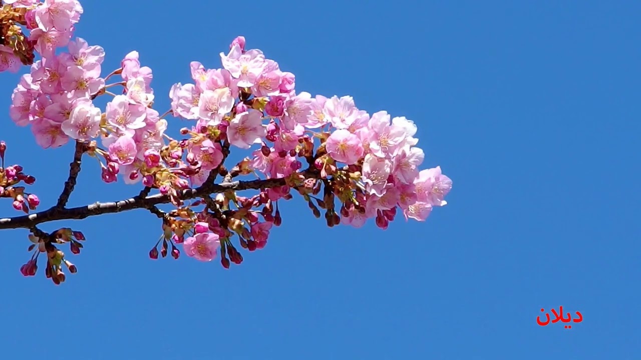 Awazi Rasani kurdi - honrawa ba dangi Dilan  /  ئاوازی ڕەسەنی کوردی - هۆنراوە بە دەنگی دیلان