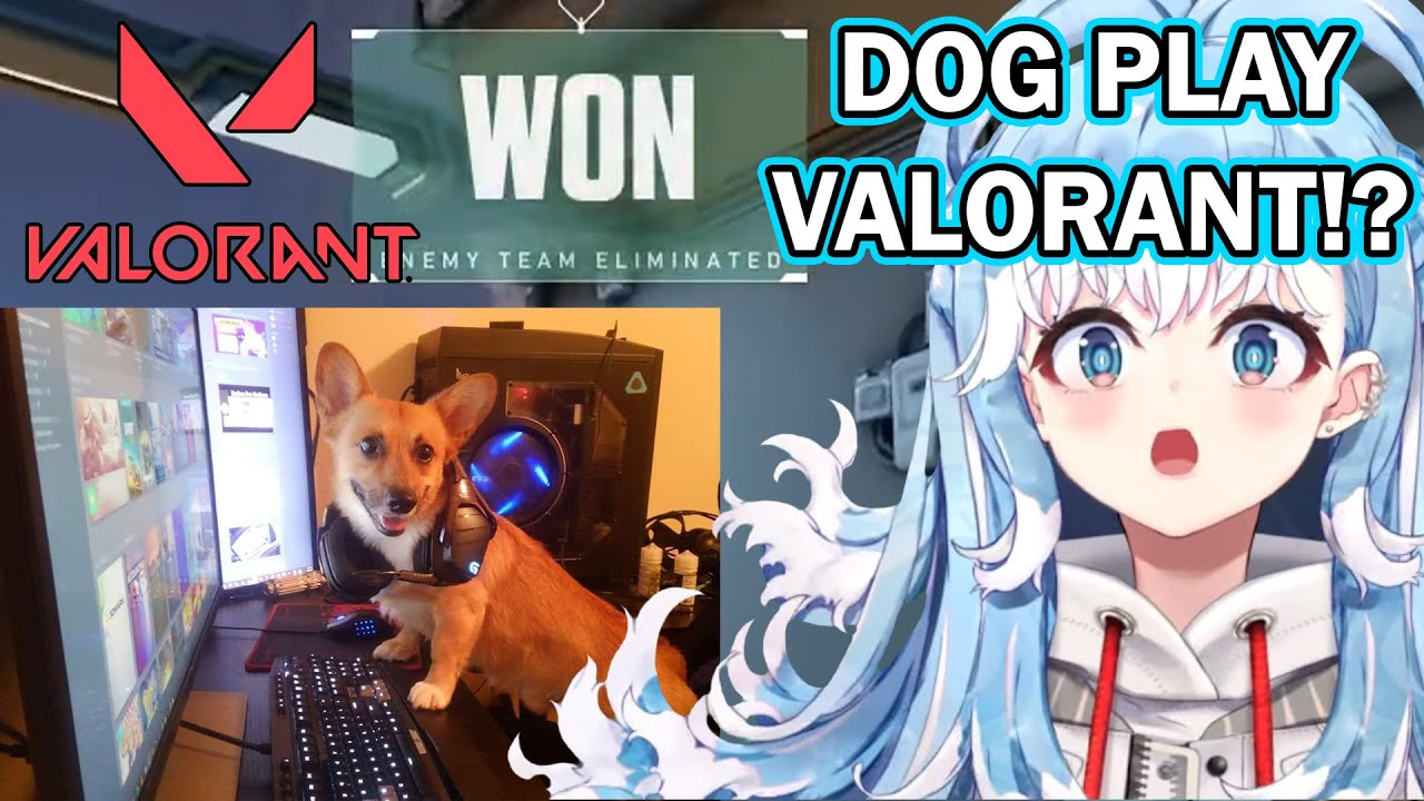Kobo Let Her Dog Play Valorant! CIRENG the Corgi Gamer.