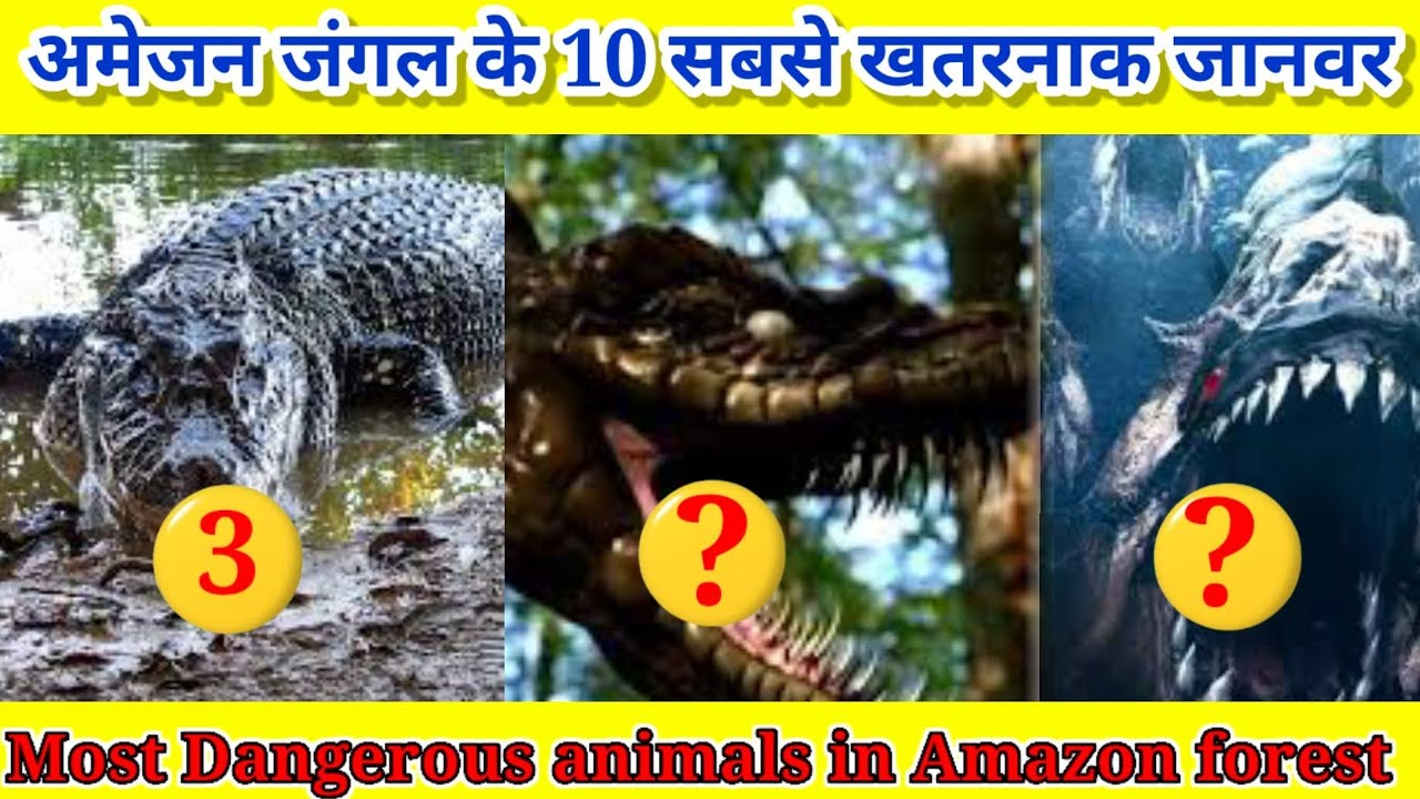 अमेजन जंगल के 10 सबसे खतरनाक जानवर😮😮😮#amazingpeople #amazonrainforest