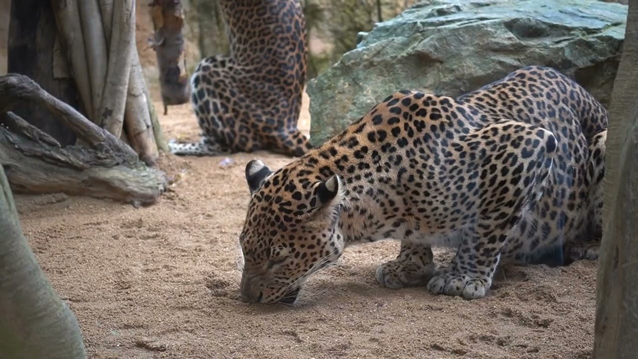 ¿Sabías que el enriquecimiento ambiental es parte fundamental bienestar animal? BIOPARC Fuengirola