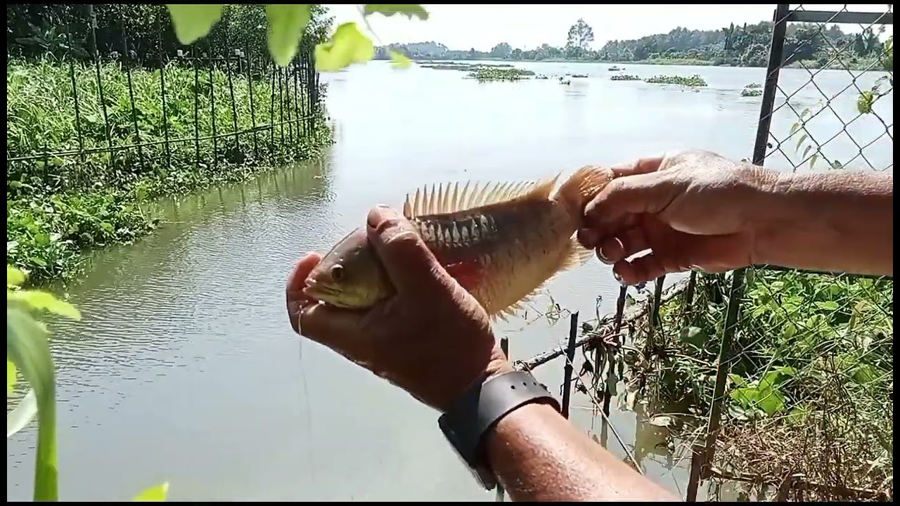 Điểm mới ghé câu lần đầu , trúng ngay rô phi khủng , xảy nhưng lội xuống ôm lên.  hênh quá ....