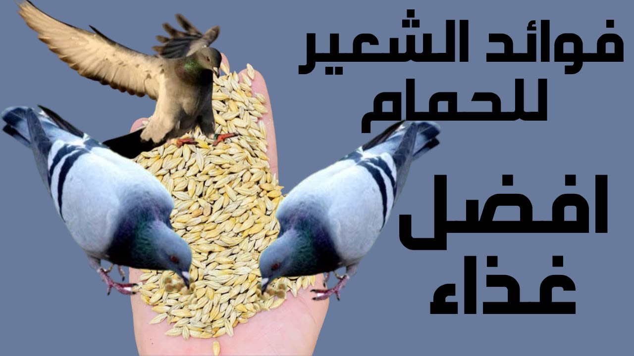 فوائد الشعير للحمام والطيور/أفضل عناصر غذائية موجودة في الشعير وطريقة الأستخدام✅🕊👍2022