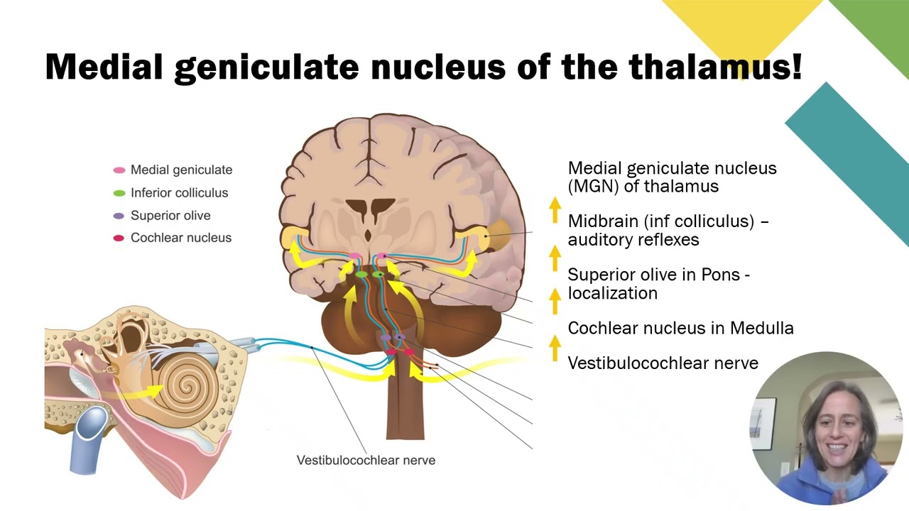 11d Auditory - Neural Pathways
