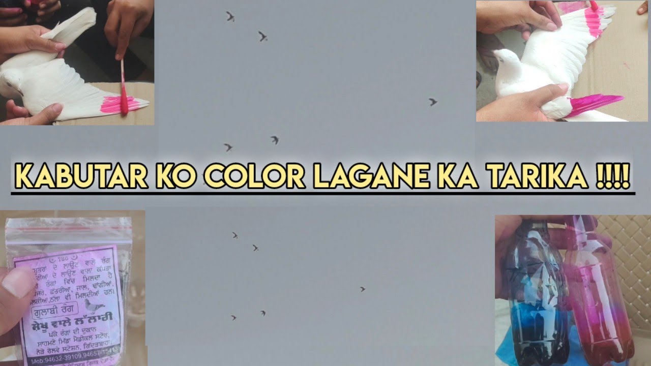 KABOOTAR KO COLOR LAGANE KA TARIKA || ( KABOOTARBAZI )
