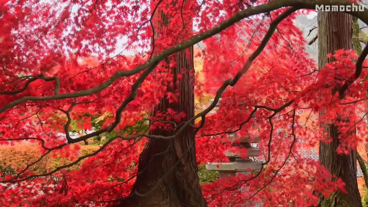 【白噪音】