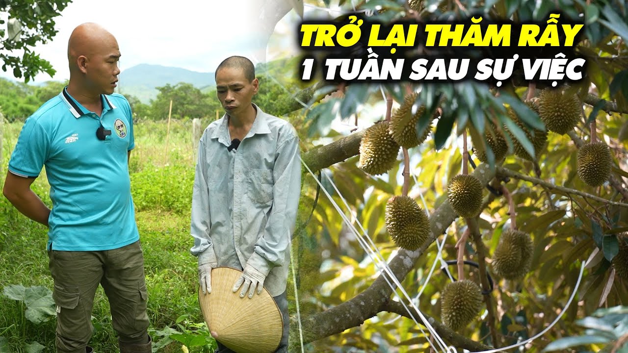 ANH MẾN TRỞ VỀ RẪY TIẾP TỤC VỚI CÔNG VIỆC CHĂM VƯỜN SẦU RIÊNG