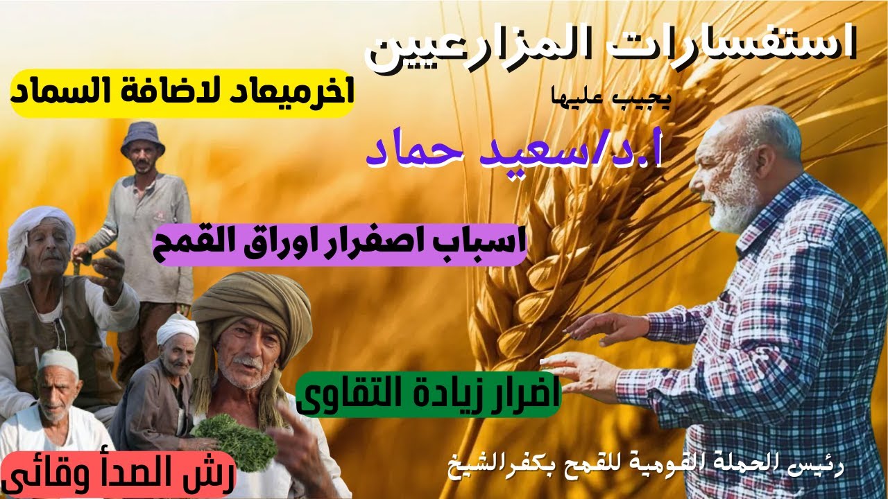 اخر ميعاد لاضافة الاسمدة للقمح/وسبب اصفرارالاوراق السفلية/وهلل ارش مبيدات وقائى للصدأ ولا لا