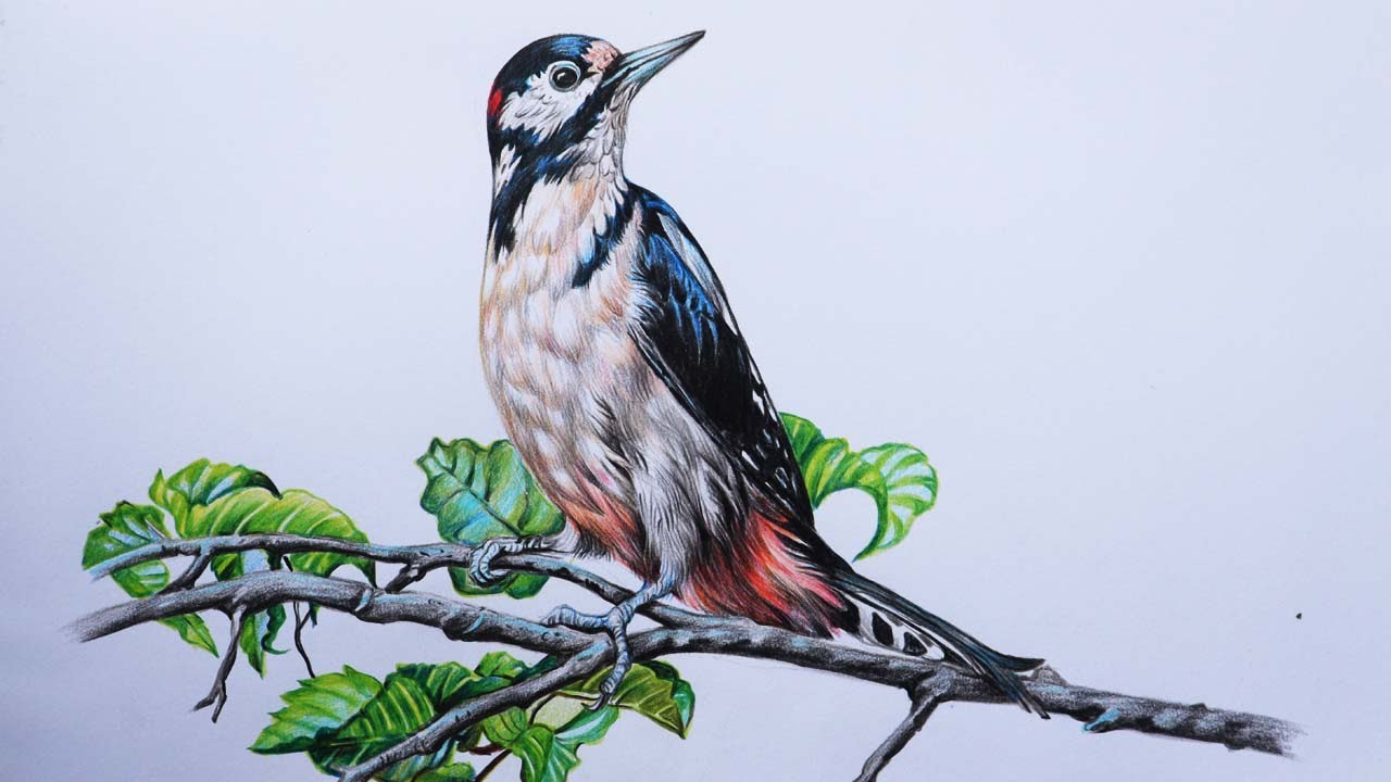 Great Spotted Woodpecker Drawing in Color Pencils | Bird Drawing