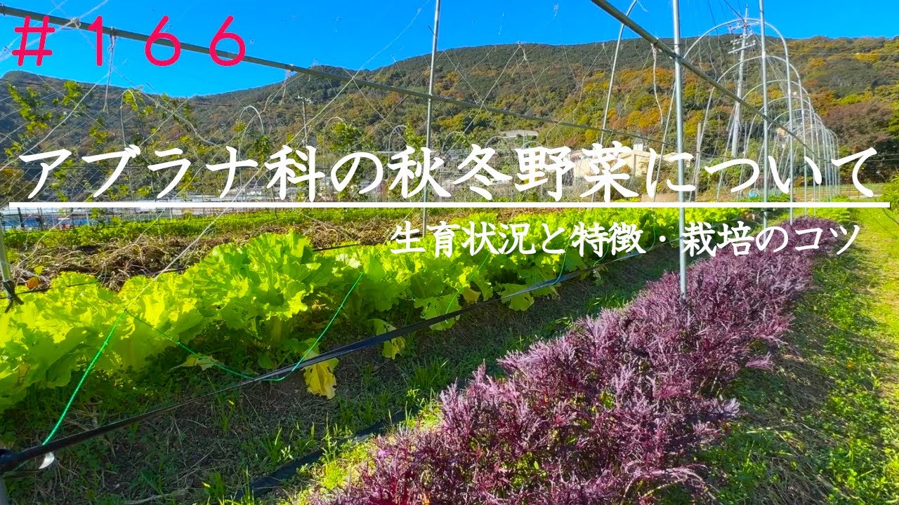 【自然農】今年の葉物野菜の生育と特徴｜白菜｜小松菜