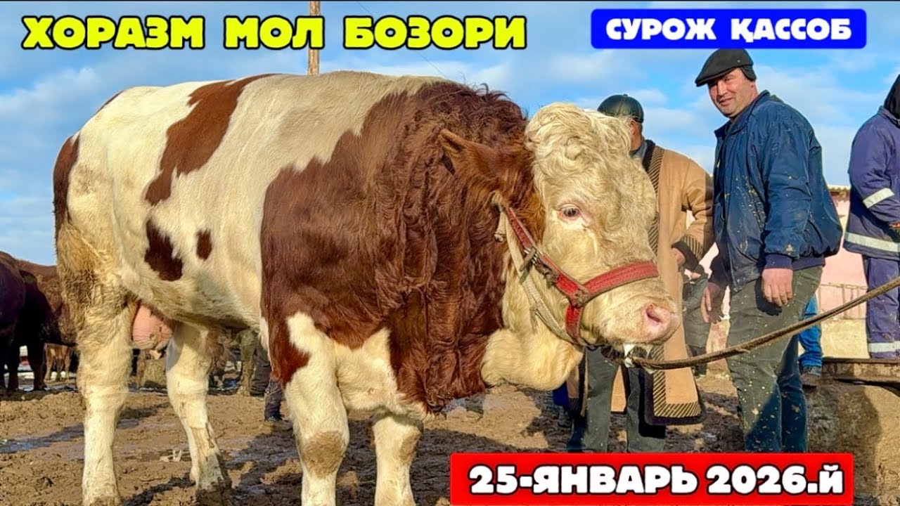 ХОРАЗМ КАТТА ХЎКИЗЛАР БОЗОРИ САВДОЛАРИ УРГАНЧ  25-января 2026 г.