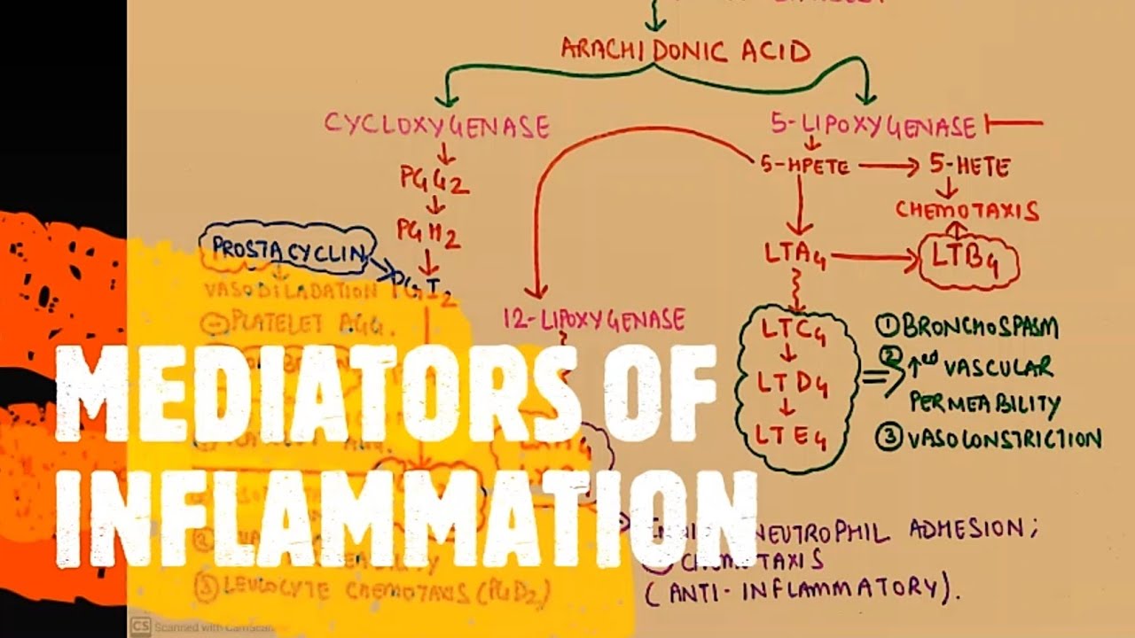 GENERAL PATHOLOGY II CHAP 3 II INFLAMMATION II MEDIATORS OF INFLAMMATION II ROBBINS 10TH EDITION