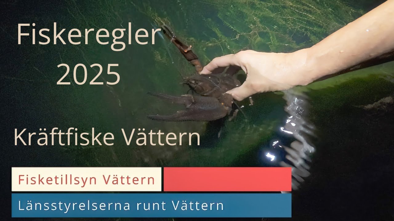 Kräftfisket i Vättern är en resurs och ett hot. Vi förklarar varför fiskereglerna är viktiga.