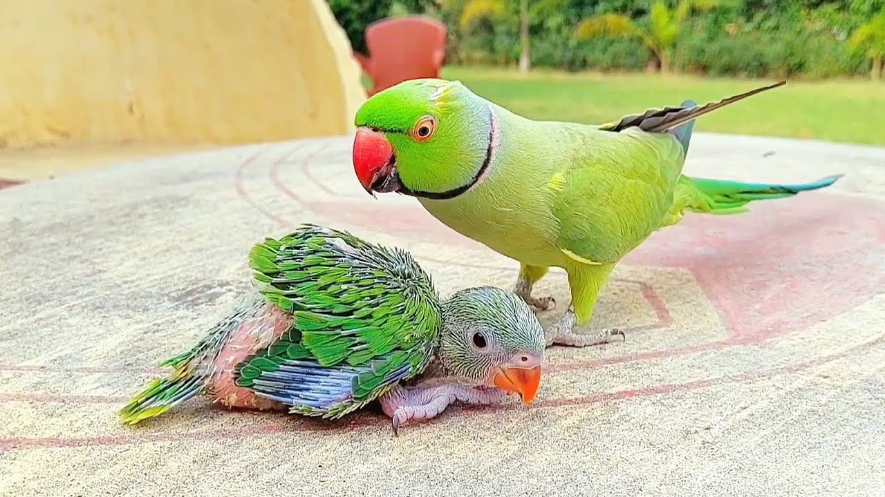 Mian Mithu Talking Parrot Funny Compilation Videos