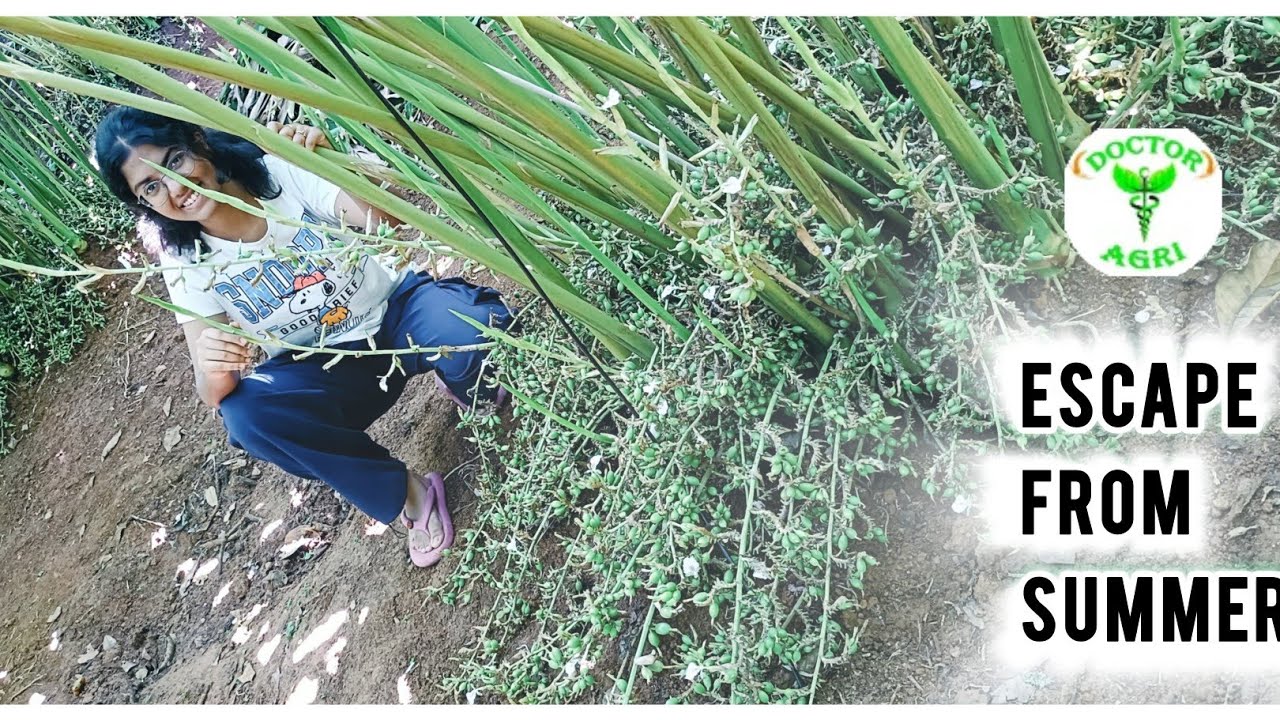 Doctor Agri Escape fromSummer|summer resistant phmaintanence|fertilizermaintenance|carbonmaintenance