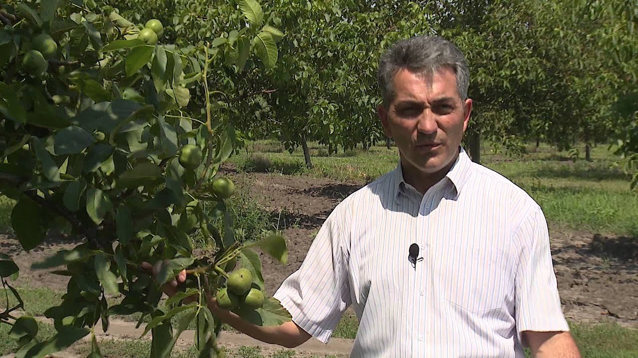 Livada de nuci, o adevărată fabrică de bani