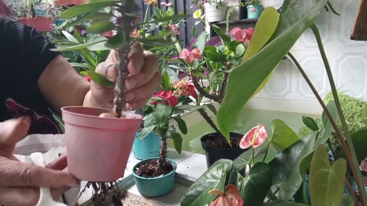 HUMUS DE LOMBRIZ fertilizante ORGÁNICO para los ANTURIOS y más PLANTAS 🪴🌺🌿🪴