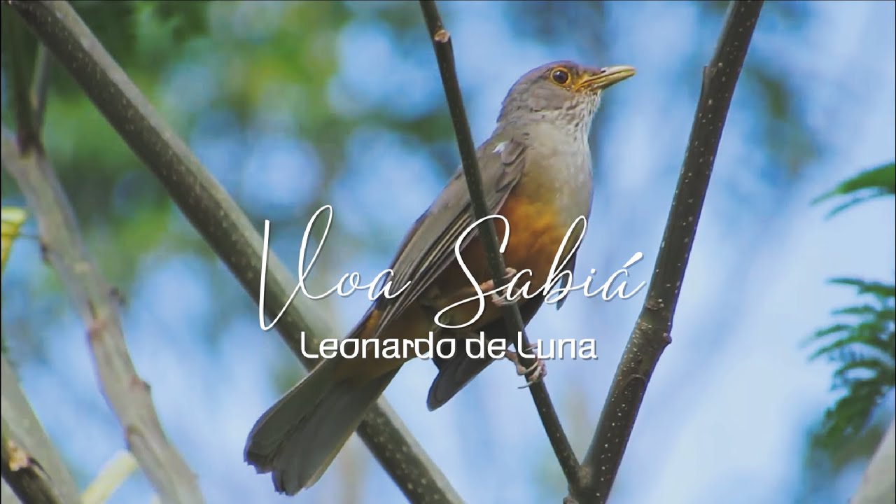 Voa Sabiá  -  Leonardo de Luna