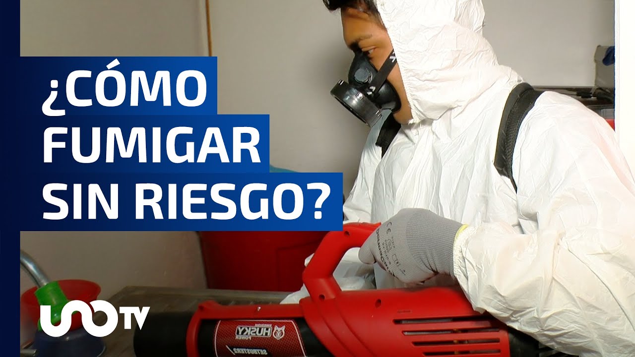 &iquest;Cucarachas, chinches o ratas? Expertos te dicen c&oacute;mo fumigar