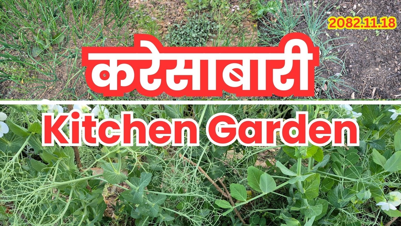 करेसाबारी | Karesabari | Organic Kitchen Garden | 2082 Falgun 18