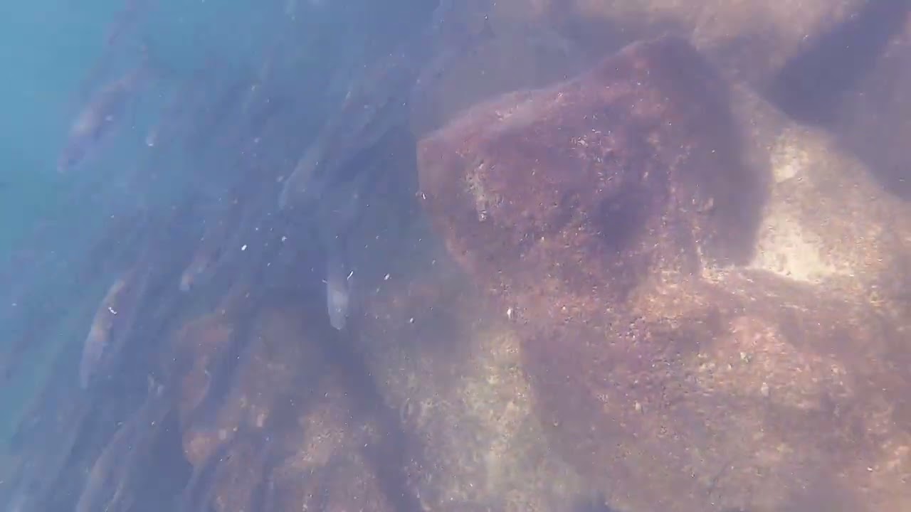 Stripped Mullet lg. Schools