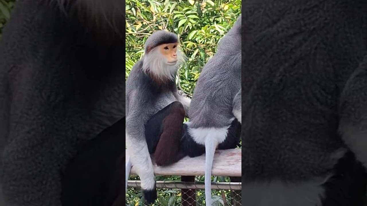 🇸🇬 Singapore | Jedi Monkeys (Red Shanked Douc Langur) @ Rainforest Wild ASIA