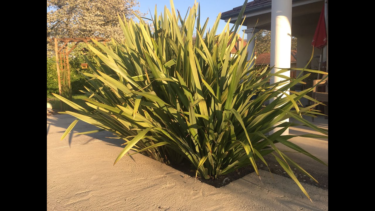phormium tenax variegata du bord de mer au bord de piscine