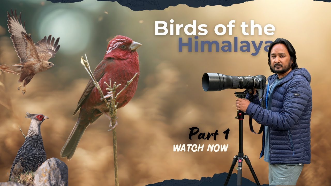 Birds of the Himalaya | Munsyari Bird Watching Documentary | Himalayan WildLens