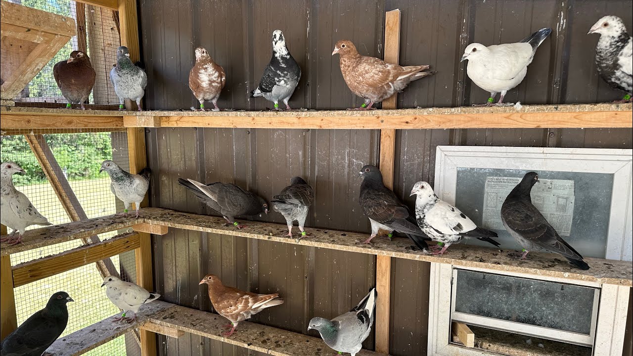 Bad new I have to step back from racing and Re-home some of my pigeons.