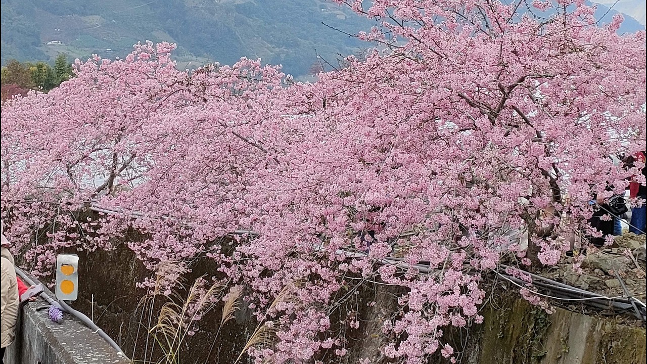 櫻花、李花繽紛競艷~2026草坪頭櫻花季  花多人多車多的大聚會