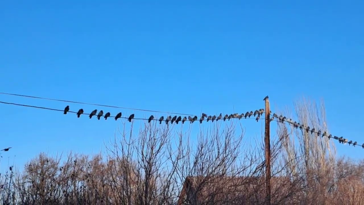 Кайназаровские голуби