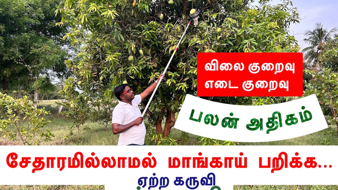 🥭🥭🥭மேங்கோ கேட்ச்சர்🥭🥭🥭Mango Catcher🥭🥭🥭 மாங்காய் பறிக்கும் கருவி