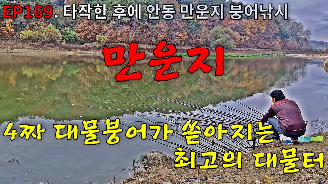 EP169. 타작한 후에 |  마릿수는 물론 4짜 대물붕어가 쏟아지는 최고의 대물터 | 안동 | 만운지 | 붕어낚시 | Crucian Carp Fishing