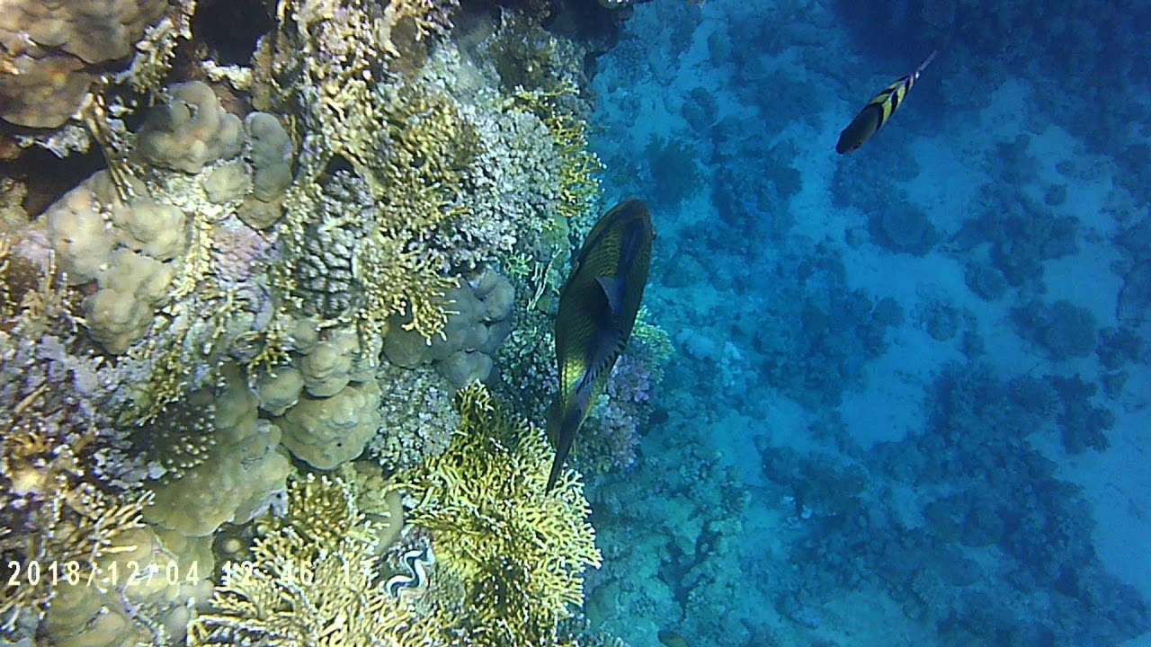 Рыбы Красного моря. Balistoides viridescens (Синеперый балистод)