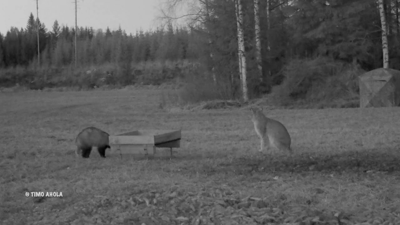 Ilves kohtaa mäyrän...