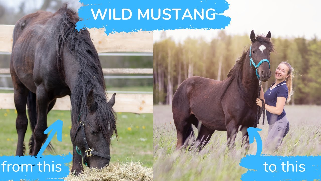 MONAT 1 mit meinem WILDEN MUSTANG ❤️‍🔥 | Marina und die Ponys