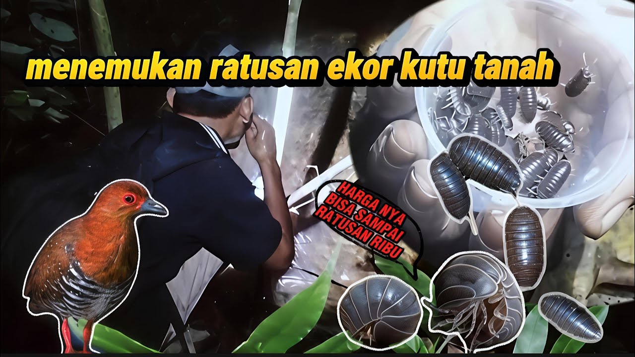 BERBURU HEWAN UNIK DI HUTAN INI ADA RATUSAN EKOR SATWA LANGKA #animals